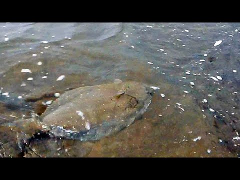 PESCA DE GRANDES LENGUADOS AL MEDIO DEL CANAL DE LA LAGUNA