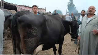 الآن من سوق تلا العمومي إلحق نفسك يافلاح قبل ما أسعار البقر تروح في داهيه علي دخول موسم الربيع