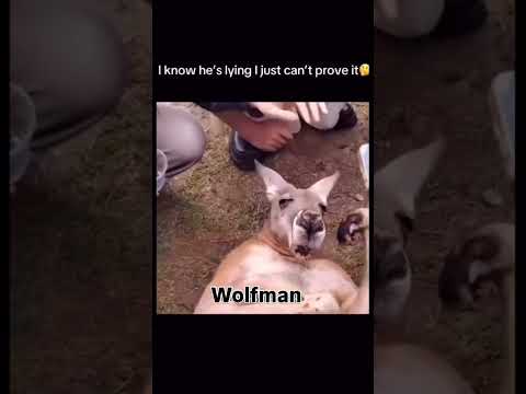 Alpha Wolfman - I think he is fakin it 😂🤣😭 (Funny Video)