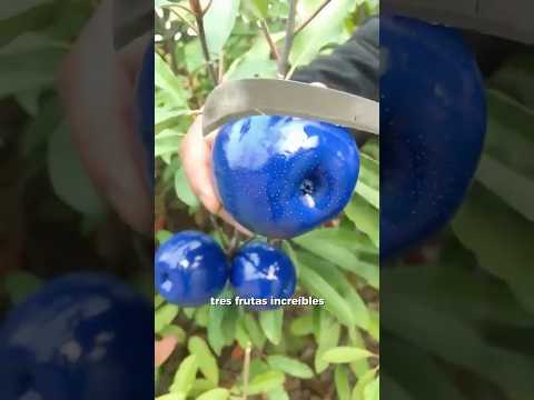 Las Frutas Asiáticas Son De Otro Nivel