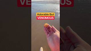 ‼️This Jellyfish Is Tiny But Can Still Hurt! #nature #animals #shorts