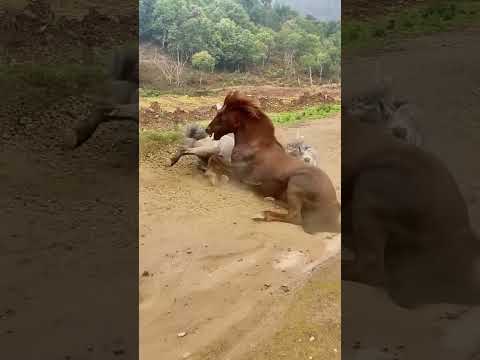 هذا الاحصنة كانت تتنافس بشكل غريب ومثير للدهشه #shorts