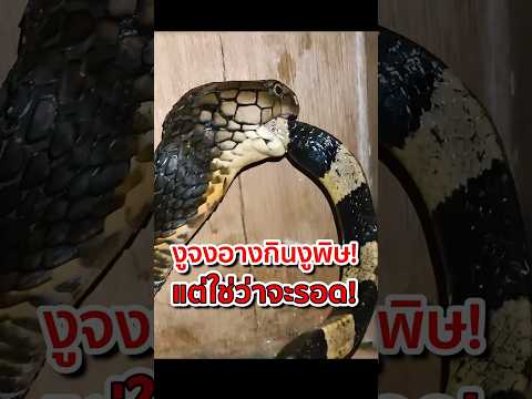 งูจงอางกินงูพิษ แต่ใช่ว่าจะรอด! #งูจงอาง #kingcobra #นักล่าแห่งป่า #สัตว์นักล่า #animals