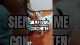 SIEMPRE CONCINTIENDOME #cat #gatitos #gatos #gatosbonitos #gatitoshermosos #gato #cutecat