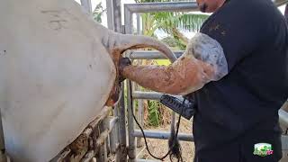 Diagnóstico de gestación bovina #culturagrotv #magnicaragua