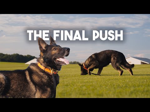 Tracking our German shepherds in the mountains