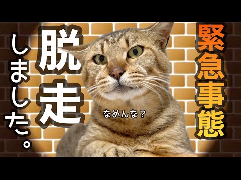 【事件発生】大変な事になりました…。過酷なお外で生きてきた野良猫達はやっぱりたくましい！