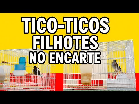 Tico ticos filhotes encartando canto clássico no criatório Asafe!!