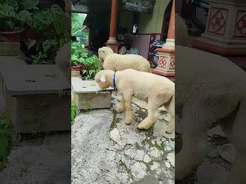 kambing lucu embek lucu domba lucu #goat #animals #funny #cute #pets #domba #kambing #funnyanimals