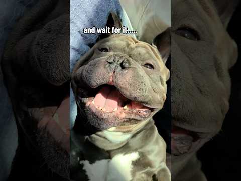 I put a fitbit on my dog…. #dogs #fitness #funnydogs