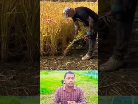 ধান কাটার অসাধারণ দক্ষ লোক। #প্রযুক্তি #কাজ #কৃষক #agriculture #কৃষি #farming #জমি #এগ্রিকালচার #চাষ