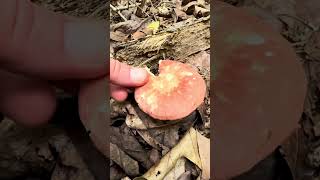 Russula mushrooms: Brittle white-gilled smashable fruiting body fun! #foraging #mushroom #fungi
