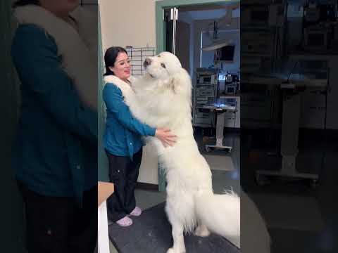 Funny Great Pyrenees 🐶🤣#funny #funnyvideos #pets #fyp #dog #dogs #funnydog #lovedogs