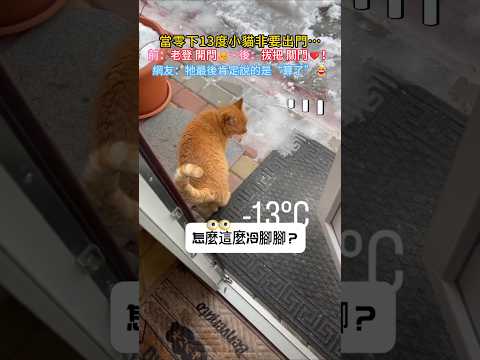 當零下13度小貓非要出門😳…前：老登 開門😼→ 後：拔把 關門😅！網友：很想知道牠最後說的什麼😂 #cat #cute #funny #shorts #cutecat