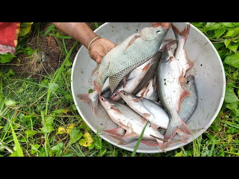 Excellent fishing by machhali wala - Net fishing video