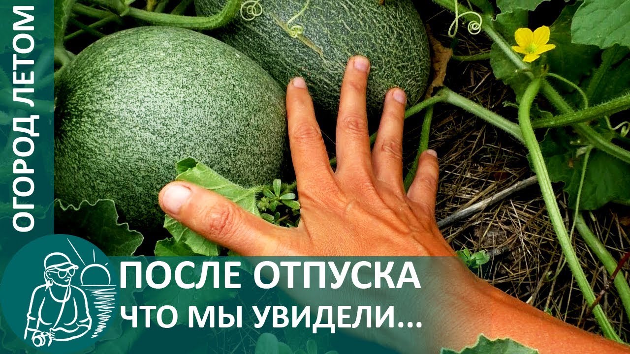 Огород гордеевых после отпуска в июле: что изменилось за время нашего отсутствия