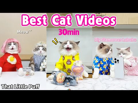 Best Cat Videos 😂30min | 2025 | That Little Puff