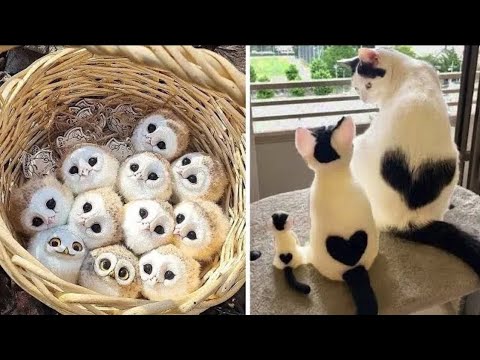 AWW Animals SOO Cute! Cute baby animals Videos Compilation cute moment of the animals #28