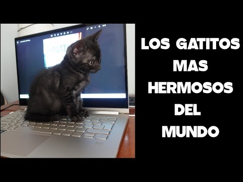 Los MEJORES videos de GATITOS de 2023