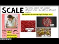 Understanding Scale and Proportions in Science