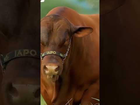 cattle farm #beautiful cow #qurbani #bakra Eid #eid,