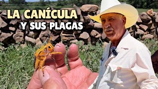 ¿ES LA CANÍCULA, LA ÉPOCA DEL AÑO CON MÁS ENFERMEDADES?