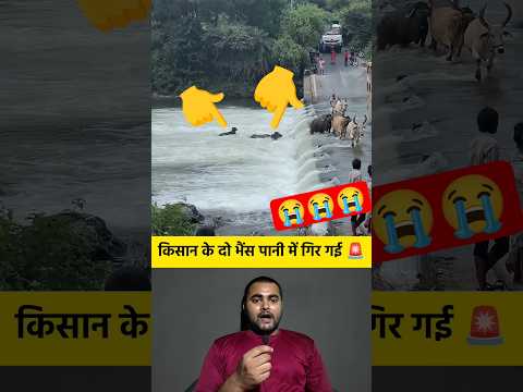किसान के दो भैंस पानी में गिर गई 😭🚨 #shorts  #farmer #buffalo #flood #animal #flooding #viralvideo