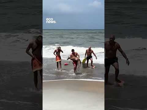 Guardavidas rescataron a un ciervo que fue arrastrado al mar