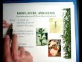 Plant Structure and Function Concepts