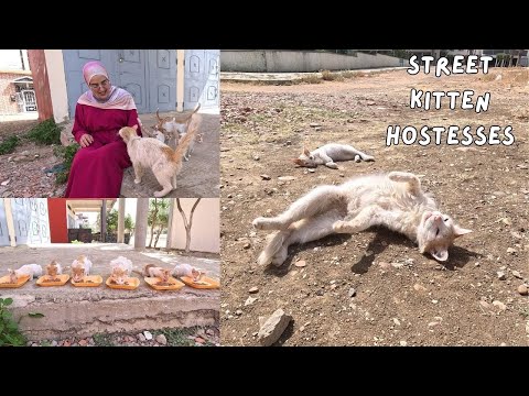 Stray kitten tries to imitate her mother, the stray princess, in greeting us.