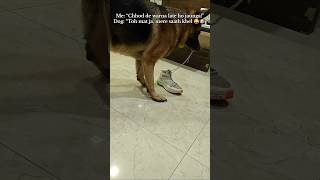 👟ThiefOnDuty 🐾🐶#shorts #dog #love #viral #video #cute #pets #entertainment #shortvideo #ytshorts