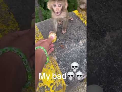 No I don't want corn :( #monkey