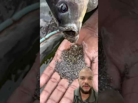 Retirando filhotes da boca da tilápia #fishing #fish #piscicultura #shortvideo #shortsviral #peixe