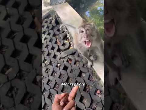 Rogue monkey#monkey #funny #animals #foryou #funnyvideo