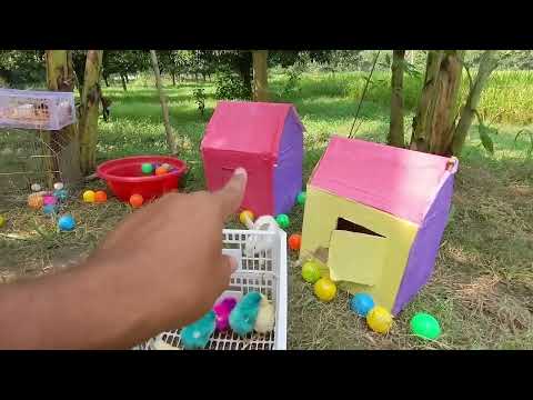 Tangkap Ayam Lucu, Ayam Warna Warni, Ayam Rainbow Gokil, Kelinci, Kucing Lucu, Bebek, Hewan Lucu #02