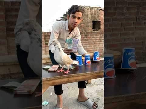 Bezuban kabutar 🕊️ ki 😰waja se mai aaj paisa 💰 🤑jeet gaya kabutar #viral #pigeon #short