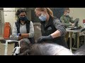 Bonobos and Medical Research Insights