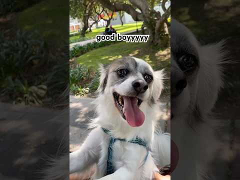 Can you say it ? ๐ถ๐คญ #dogshorts #dog #pets #funnydogs #cutedog