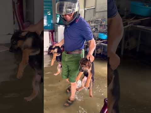 👺👺 ❌🐓Malinois training dog #malinois #becgie#germanshepherd #chó #pets #dog👺👺