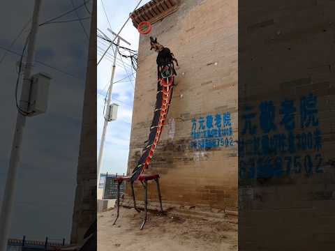new Wall raining dog jumping style #viralvideo #petshub #youtubeshorts #trending