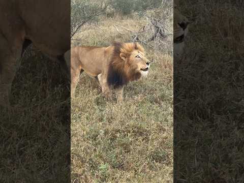 Roaring Majesty: One-eyed African Lion Calls His Family