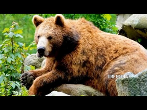 How The Grizzly's Dangerous Personality