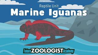 Marine Iguanas | The Only Lizards that Find Food in the Ocean