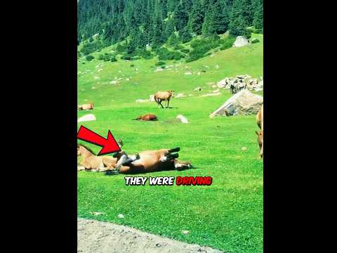 What is the horse doing 😱