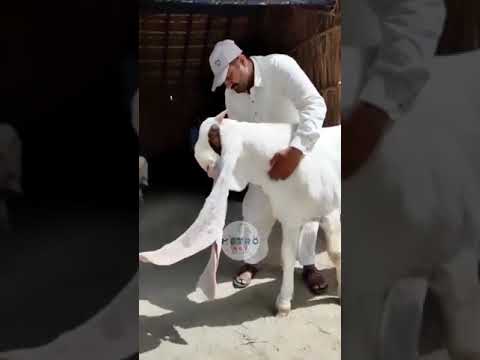 King of GOATS ๐ Follow For More #shorts #goats