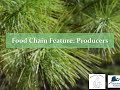 Understanding Producers in Ecosystems