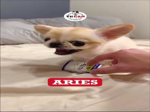 ¡Los videos más divertidos de perros y gatos de 2025! 😂 Si te ríes pierdes!!!!