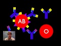 Understanding Blood Types and Rh Factor