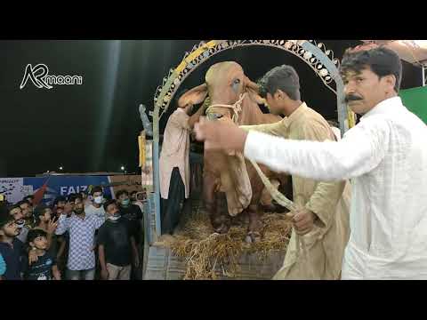Jamal Cattle Farm Heavy Bulls Unloading In Sohrab Goth Mandi | AR Maani