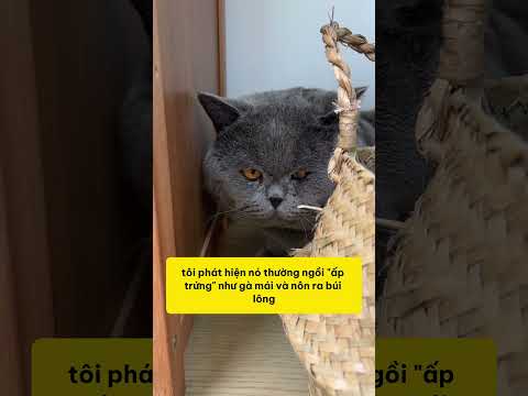Câu chuyện cảm động về chú mèo bị đuổi cả khu và hành trình tìm lại hạnh phúc #fyp #pet #cat #dog